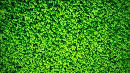 Fototapeta premium Lush Green Ivy Wall Texture Background - Perfect for Eco-friendly Themes and Nature Projects
