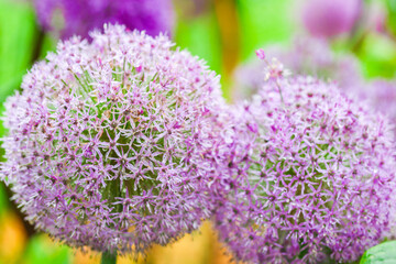 Onion Gladiator in lilac shades. Purple onions flowers in garden design.Round purple caps of flowers