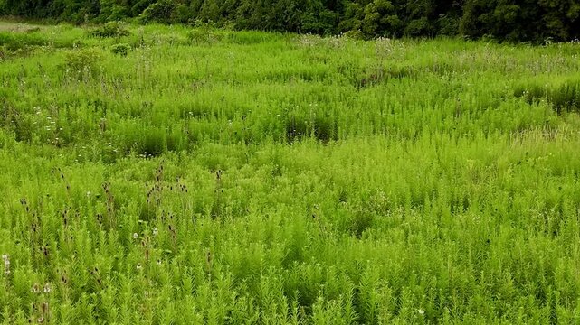 Aerial View of natural grass field | grass swaying in the wind