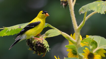 Obraz premium Yellow gold finch on sunflower