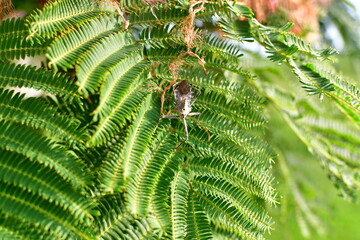 Insect on a Mimosa Tree Leaf