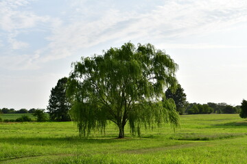 Weeping Willow Tree in a Field