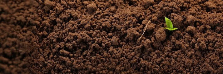 A Tiny Sprout Emerging From the Ground