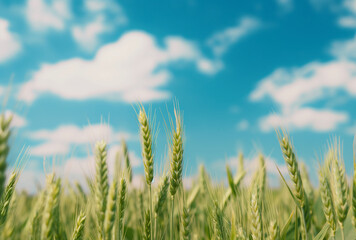 Obraz premium close-up green wheat field with a blue sky background