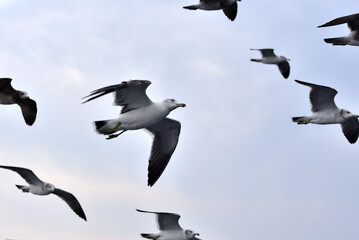 飛び交うウミネコ