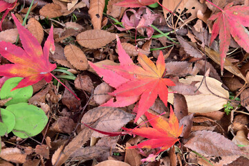 紅葉したモミジの落ち葉