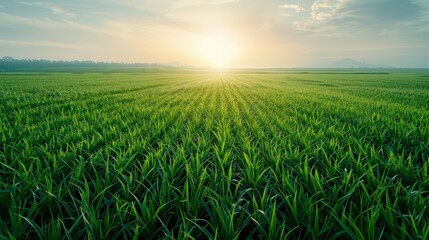 Sunrise Over Lush Green Field Landscape