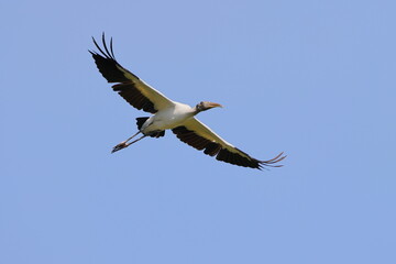 Large black and white wood stork bird inflight against blue sky