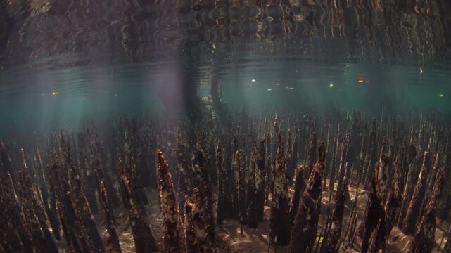 Sharp roots, called pneumatophores, rise from the shallow seafloor of a mangrove forest along the coast of Lembata, Indonesia. This type of root is used by black mangrove trees to capture oxygen.