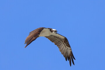 Osprey inflight against blue sky