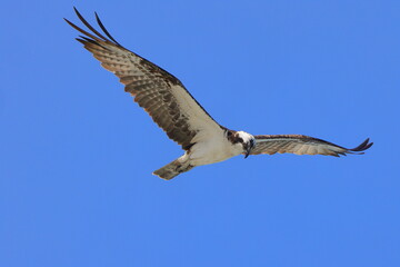 Osprey inflight against blue sky