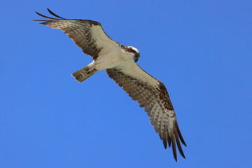 Osprey inflight against blue sky