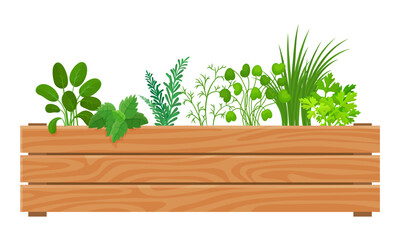 Kitchen green plants. Culinary herbs for cooking in wooden box. Gardening and planting, organic fresh spices for meals and eat, neoteric vector concept