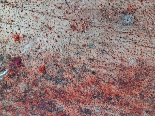 Coconut wood texture background. Coconut wood texture