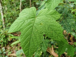 Green forest leaves close up. Green forest leaves