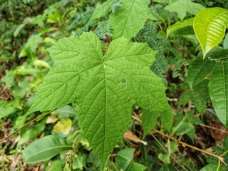 Green forest leaves close up. Green forest leaves