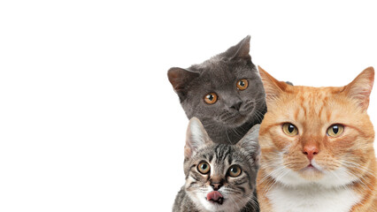 Cute cats on white background, banner design with space for text. Lovely pets