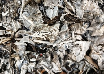 Background of burning dry leaves in tropical forest. forest nature