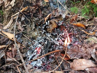 Background of burning dry leaves in tropical forest. forest nature