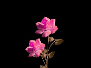 Frame made of flowers on black background. View with copy space. Flat design frame flower