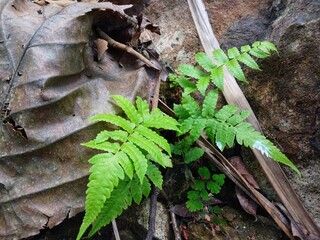 Flower stem and leaves on copy space background. View with copy space. Flower frame concept