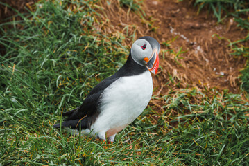 Naklejka premium A puffin with distinctive black and white plumage and a vibrant beak stands on lush green grass in Iceland, showcasing its natural coastal habitat.
