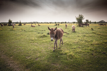 Panorama of a field with Donkeys Standing in a Pasture in Vojvodina, Serbia, Zasavica, at dusk. Equus Asinus, or domestic donkey, is a cattle farm animal.