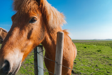 A curious Icelandic horse with a distinctive reddish-brown coat stands behind a wire fence, in a...