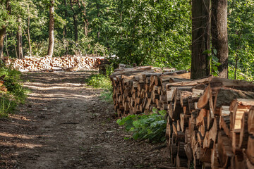 Freshly cut wood logs stacked in a Serbian forest, highlighting deforestation and lumber industry practices.