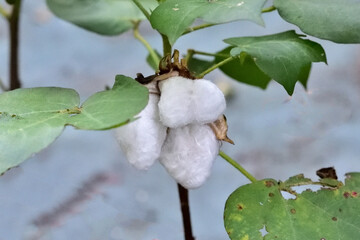 白い綿の実