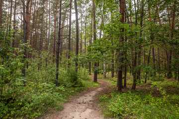 A narrow path winding through a dense Latvian forest, inviting exploration and adventure in the baltic forest and nature.