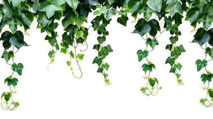 Naklejka premium Plant and flower vine green ivy leaves tropic hanging climbing isolated on white background : Generative AI