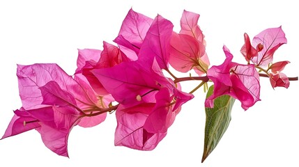 Bougainvillea flower Paperflower Pink Bougainvillea flower isolated on white background with clipping path : Generative AI