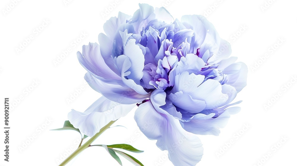 Poster bluepurple peony flower on white isolated background with clipping path closeup for design nature : 