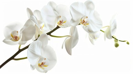 Beautiful white orchid flower isolated on white background : Generative AI