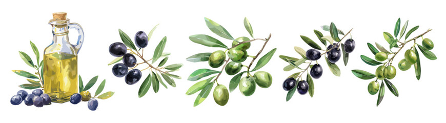 Black and green olives set on the branch with leaves. Glass bottle with olive oil. Food illustration. Harvesting season. Watercolor vector style clipart collection