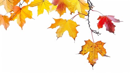autumn background with yellow red brown maple leaves Branch with colorful autumn foliage autumntime fall season  isolated on white background  cut out : Generative AI