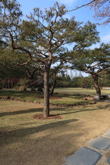 구미 금오산도립공원 잔디광장의 소나무