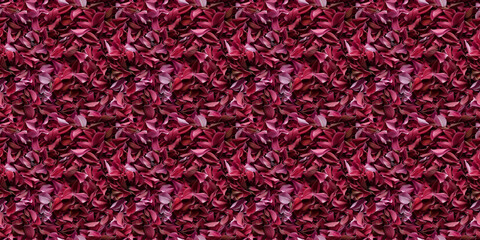 Fototapeta premium a densely packed texture background of individual dahlia petals completely covering the surface
