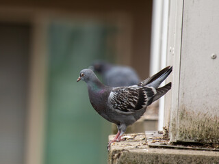 pigeon on the wall