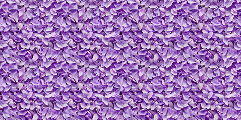 Fototapeta premium a densely packed texture background of individual lavender petals completely covering the surface