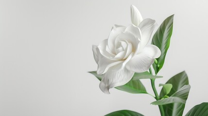 Fototapeta premium gardenia flower white background isolated : Generative AI