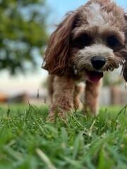 puppy in grass