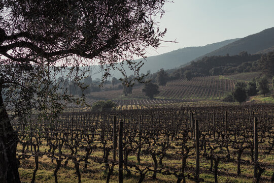 Vi&ntilde;a Montes, Montes Winery, Colchagua Valley, Chile