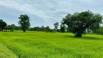 Rice plantations. Green rice paddy field. Organic rice farms in asia. Rice growing agriculture. Green Paddy Field.
