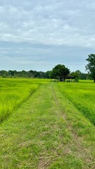 landscape with grass and sky
