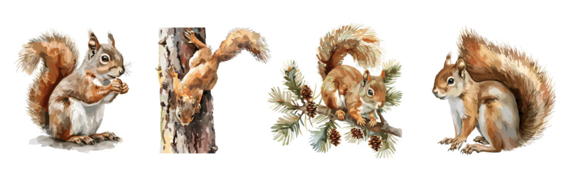 Watercolor squirrel set. Squirrels climbing the tree with head down eating nut sitting on the fir branch with cones. Forest animal with fluffy tail. Isolated watercolor vector clipart set