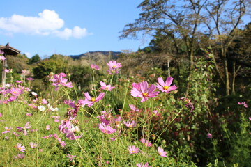秋の花、コスモス。