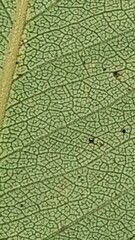 green texture