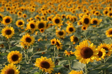 Sunflowers blooming in the park